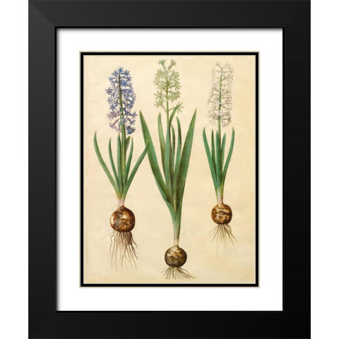 Hyacinthoides orientalis Black Modern Wood Framed Art Print with Double Matting by Holtzbecher, Johannes S.