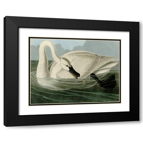 Trumpeter Swan Black Modern Wood Framed Art Print with Double Matting by Audubon, John James