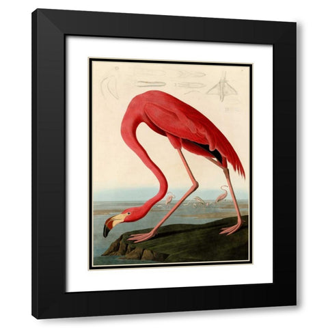 American Red Flamingo Black Modern Wood Framed Art Print with Double Matting by Audubon, John James