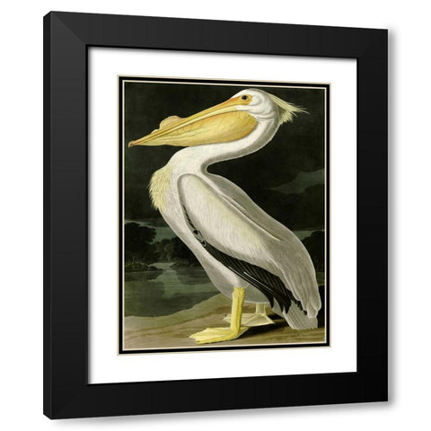 American White Pelican Black Modern Wood Framed Art Print with Double Matting by Audubon, John James