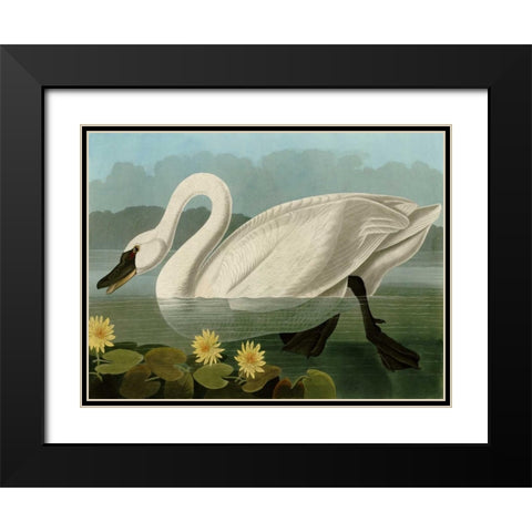 Common American Swan Black Modern Wood Framed Art Print with Double Matting by Audubon, John James