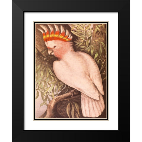 Leadbeaters Cockatoo Black Modern Wood Framed Art Print with Double Matting by James Whitley, Sayer