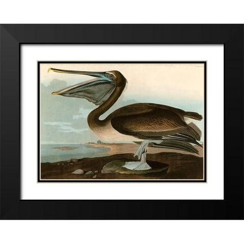 Brown Pelican Black Modern Wood Framed Art Print with Double Matting by John James, Audubon