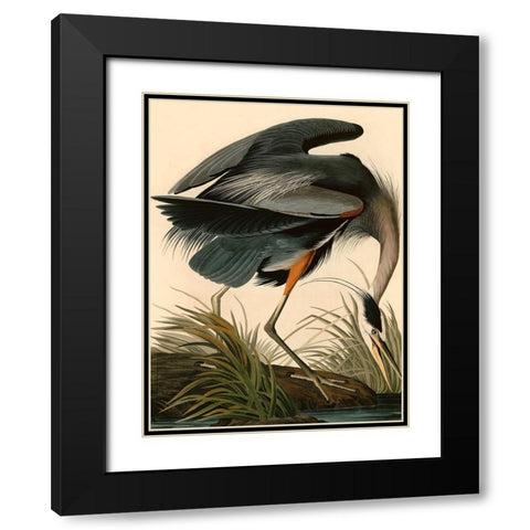 Great Blue Heron Black Modern Wood Framed Art Print with Double Matting by John James, Audubon