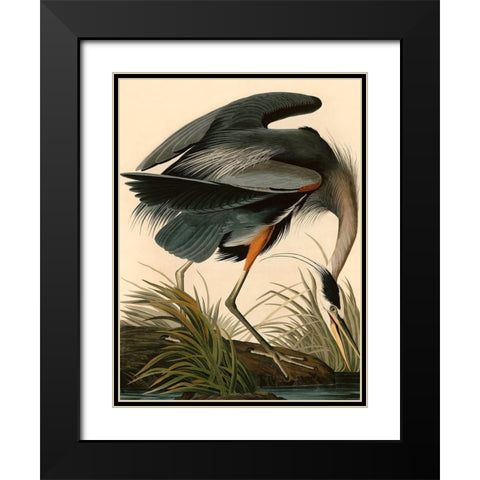 Great Blue Heron Black Modern Wood Framed Art Print with Double Matting by John James, Audubon