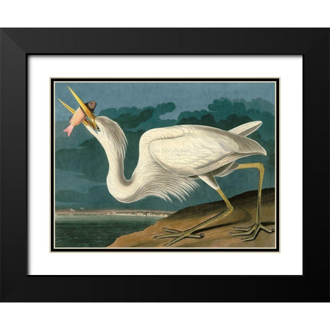 Great White Heron Black Modern Wood Framed Art Print with Double Matting by John James, Audubon