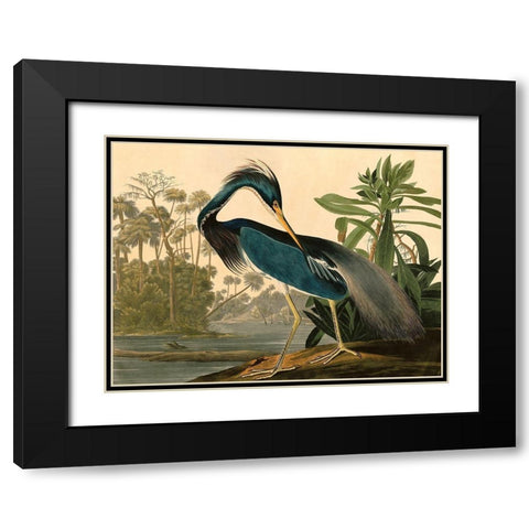 Louisiana Heron Black Modern Wood Framed Art Print with Double Matting by John James, Audubon