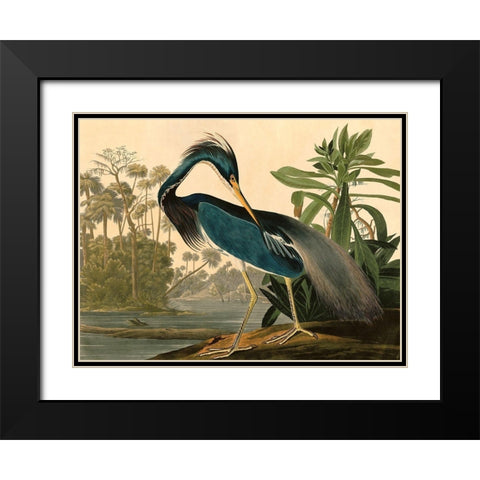 Louisiana Heron Black Modern Wood Framed Art Print with Double Matting by John James, Audubon
