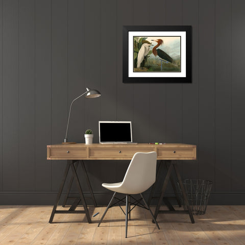Purple Heron Black Modern Wood Framed Art Print with Double Matting by John James, Audubon