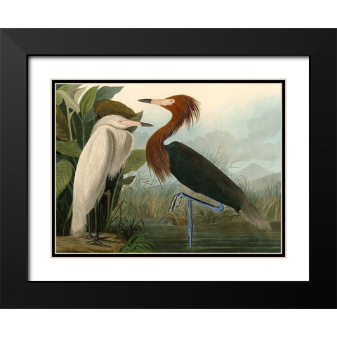Purple Heron Black Modern Wood Framed Art Print with Double Matting by John James, Audubon