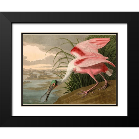 Roseate Spoonbill Black Modern Wood Framed Art Print with Double Matting by John James, Audubon