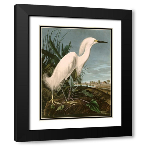 Snowy Heron or White Egret Black Modern Wood Framed Art Print with Double Matting by John James, Audubon