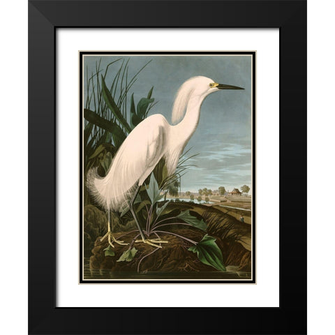 Snowy Heron or White Egret Black Modern Wood Framed Art Print with Double Matting by John James, Audubon