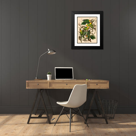 Carolina Parrot Black Modern Wood Framed Art Print with Double Matting by John James, Audubon