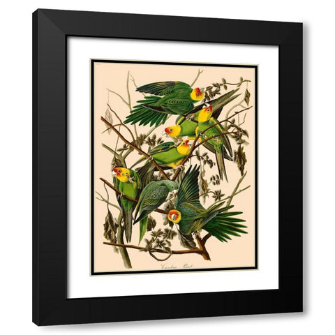 Carolina Parrot Black Modern Wood Framed Art Print with Double Matting by John James, Audubon