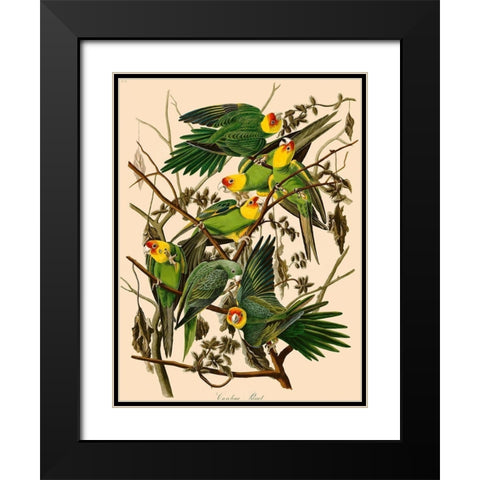 Carolina Parrot Black Modern Wood Framed Art Print with Double Matting by John James, Audubon