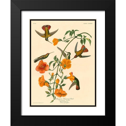 Mangrove Humming Bird Black Modern Wood Framed Art Print with Double Matting by John James, Audubon