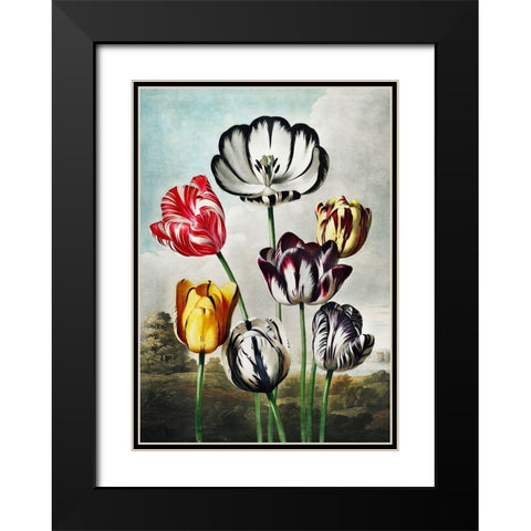 Tulips from The Temple of Flora Black Modern Wood Framed Art Print with Double Matting by Thornton, Robert John