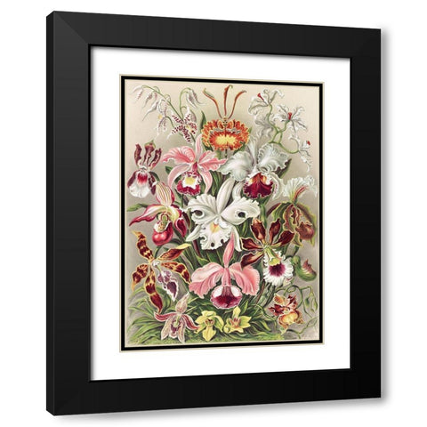 Orchidaeacae Black Modern Wood Framed Art Print with Double Matting by Haeckel, Ernst
