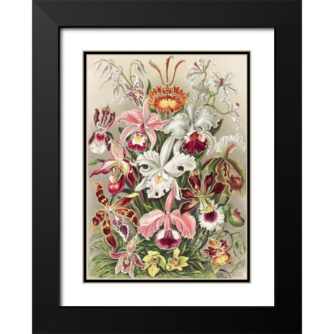 Orchidaeacae Black Modern Wood Framed Art Print with Double Matting by Haeckel, Ernst