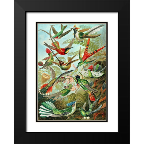 Trochilidae Black Modern Wood Framed Art Print with Double Matting by Haeckel, Ernst