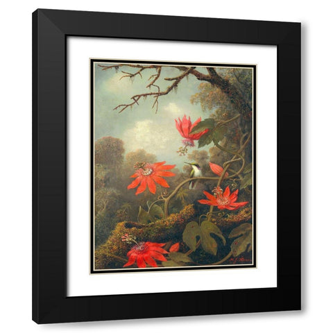 Hummingbird and Passionflowers Black Modern Wood Framed Art Print with Double Matting by Heade, Martin Johnson