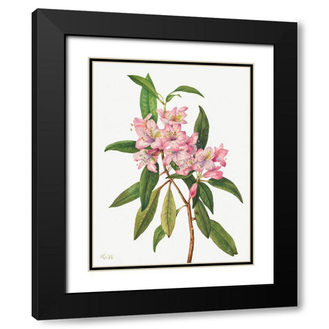 Rose Bay Rhododendron-1932 Black Modern Wood Framed Art Print with Double Matting by Walcott, Mary Vaux