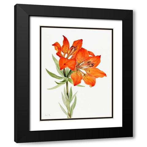 Red Lily-1923 Black Modern Wood Framed Art Print with Double Matting by Walcott, Mary Vaux