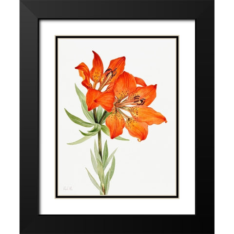 Red Lily-1923 Black Modern Wood Framed Art Print with Double Matting by Walcott, Mary Vaux
