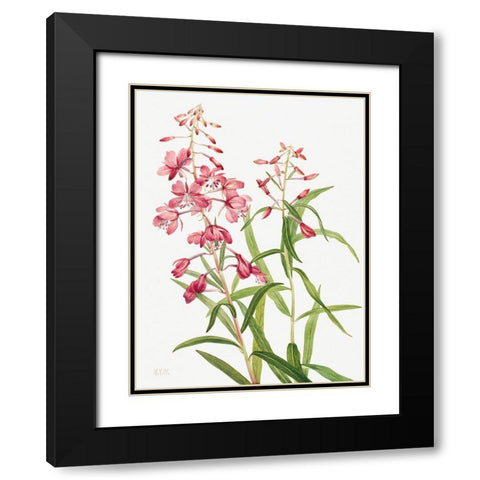 Fireweed-1902 Black Modern Wood Framed Art Print with Double Matting by Walcott, Mary Vaux