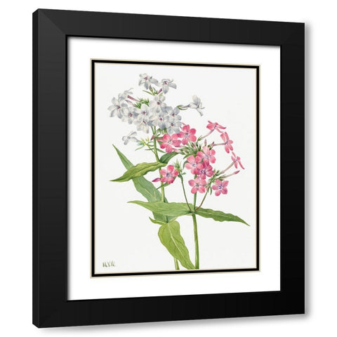 Perennial Phlox Black Modern Wood Framed Art Print with Double Matting by Walcott, Mary Vaux