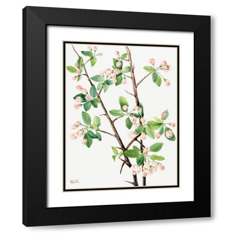 Wild Sweet Crab-1920 Black Modern Wood Framed Art Print with Double Matting by Walcott, Mary Vaux