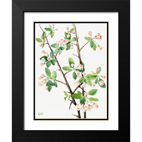 Wild Sweet Crab-1920 Black Modern Wood Framed Art Print with Double Matting by Walcott, Mary Vaux