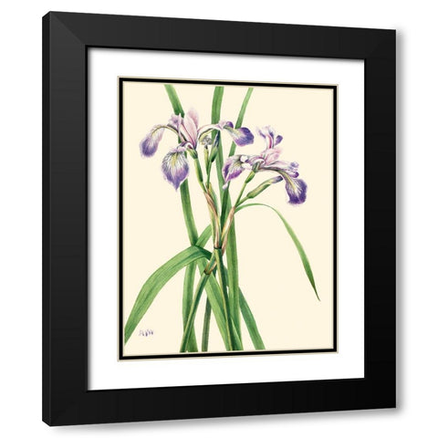 Blueflag Iris-1919 Black Modern Wood Framed Art Print with Double Matting by Walcott, Mary Vaux