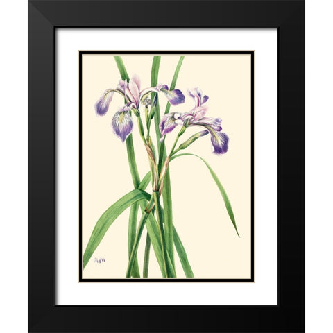 Blueflag Iris-1919 Black Modern Wood Framed Art Print with Double Matting by Walcott, Mary Vaux