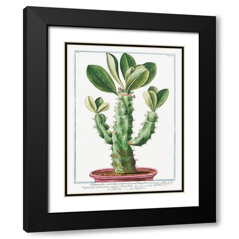 Euphorbio-Spinosum Black Modern Wood Framed Art Print with Double Matting by Bonelli, Giorgio