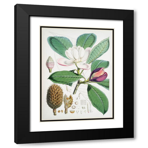 Magnolia Hodgsonii-1855 Black Modern Wood Framed Art Print with Double Matting by Fitch, Walter Hood