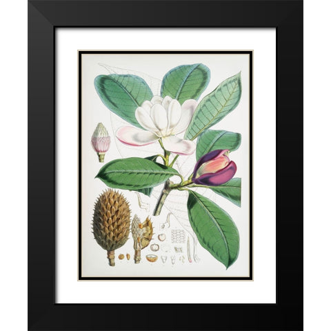 Magnolia Hodgsonii-1855 Black Modern Wood Framed Art Print with Double Matting by Fitch, Walter Hood