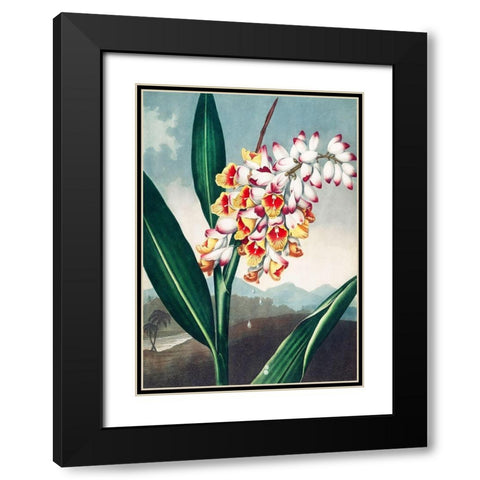 The Nodding Renealmia from The Temple of Flora Black Modern Wood Framed Art Print with Double Matting by Thornton, Robert John