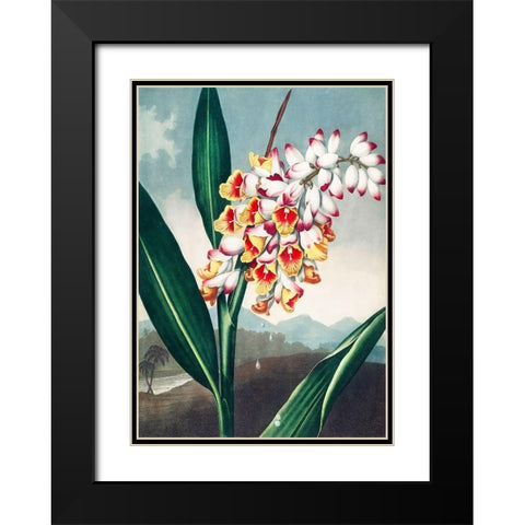 The Nodding Renealmia from The Temple of Flora Black Modern Wood Framed Art Print with Double Matting by Thornton, Robert John