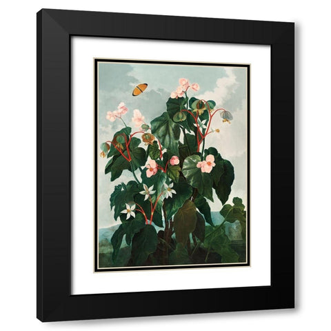 Begonia from The Temple of Flora Black Modern Wood Framed Art Print with Double Matting by Thornton, Robert John
