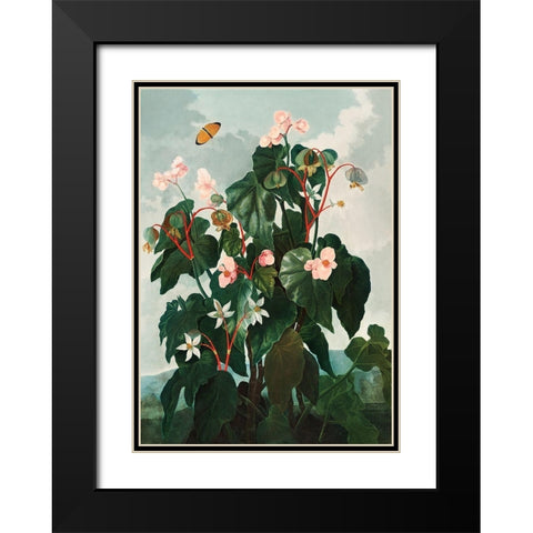 Begonia from The Temple of Flora Black Modern Wood Framed Art Print with Double Matting by Thornton, Robert John