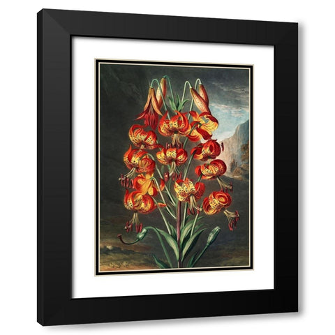 The Lily from The Temple of Flora Black Modern Wood Framed Art Print with Double Matting by Thornton, Robert John