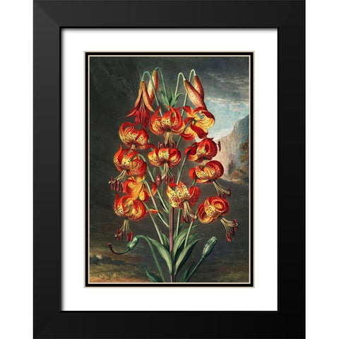 The Lily from The Temple of Flora Black Modern Wood Framed Art Print with Double Matting by Thornton, Robert John