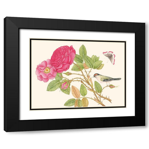 A bird on rose branch Black Modern Wood Framed Art Print with Double Matting by Anonymous