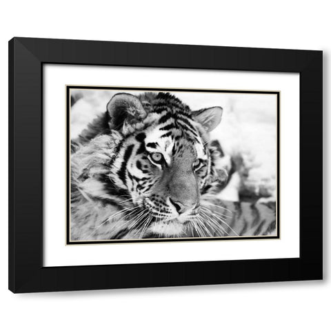 Tiger Black Modern Wood Framed Art Print with Double Matting by Cholov, Ivan