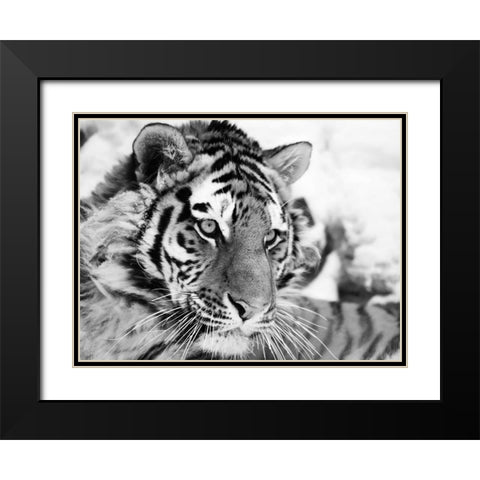 Tiger Black Modern Wood Framed Art Print with Double Matting by Cholov, Ivan