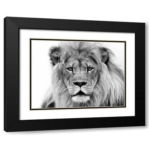 Male Lion Black Modern Wood Framed Art Print with Double Matting by Franklin, William