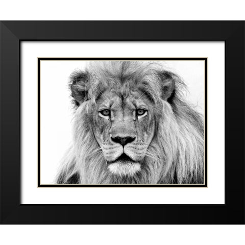 Male Lion Black Modern Wood Framed Art Print with Double Matting by Franklin, William