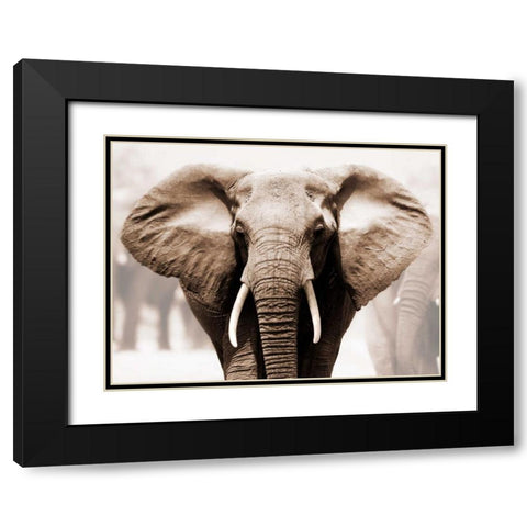 African Elephant Black Modern Wood Framed Art Print with Double Matting by Anonymous